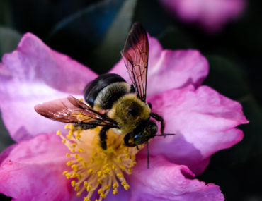 Bee on Flower- Weekend Reading